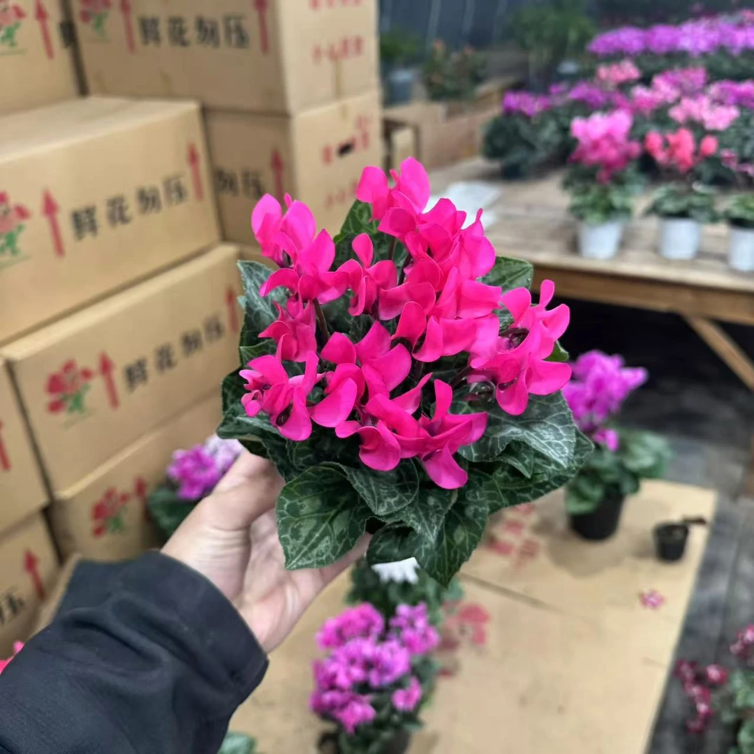 【胖胖】（粉色）一代微型迷你仙客来带花带花苞发货