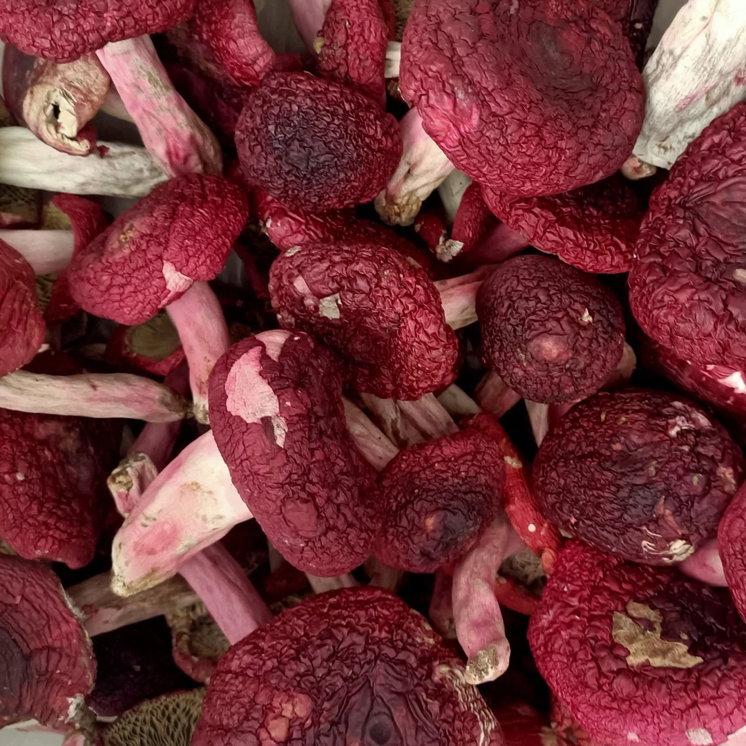 福建深山野生红菇