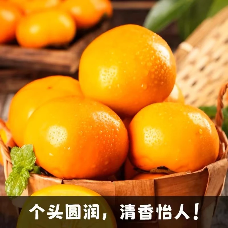 【正宗山西阳丰脆柿】巧克力脆柿子火晶硬柿子脆甜冰糖心水果
