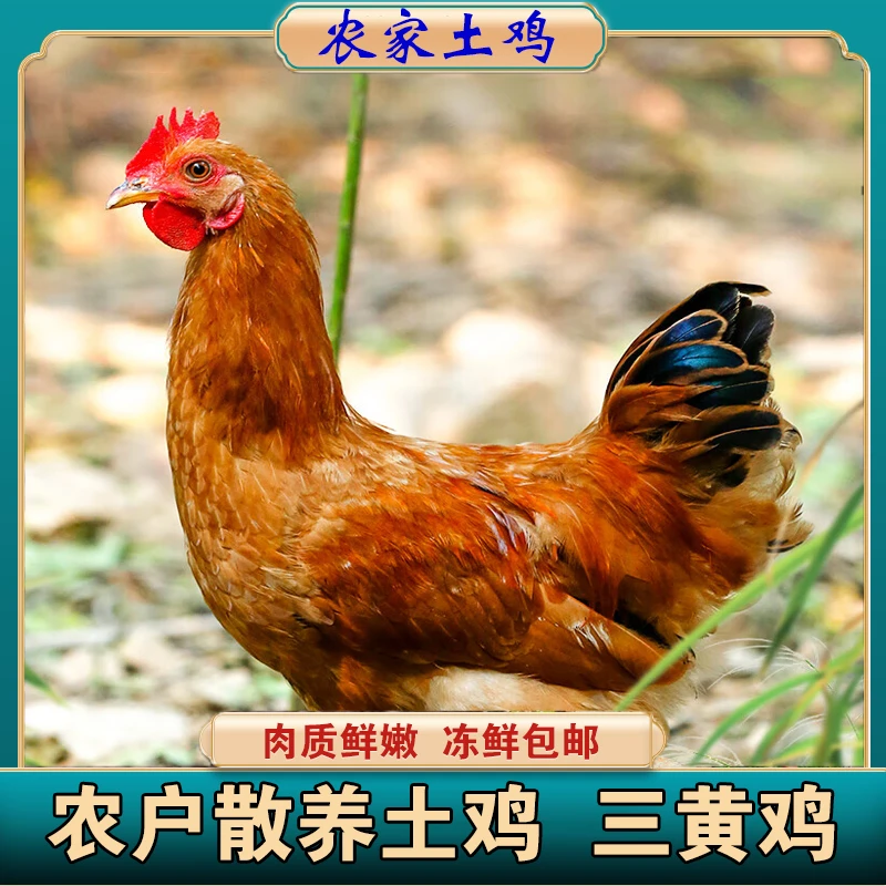 [到手三只] 散养三黄鸡土鸡 农家走地鸡童子鸡 冷链发货 冷冻鸡肉