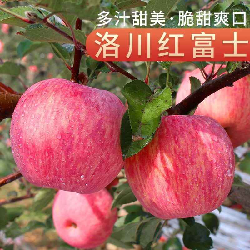 正宗新鲜陕西洛川苹果原产地直发脆甜多汁香甜可口精品果优选好吃