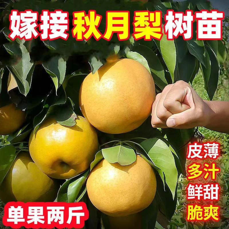 嫁接纯正梨树苗秋月梨树苗耐寒品当年结果梨树盆栽地栽南北方种植