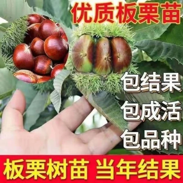 嫁接果树新品种王中王板栗苗室内外地栽种植当年结果南方北方果树