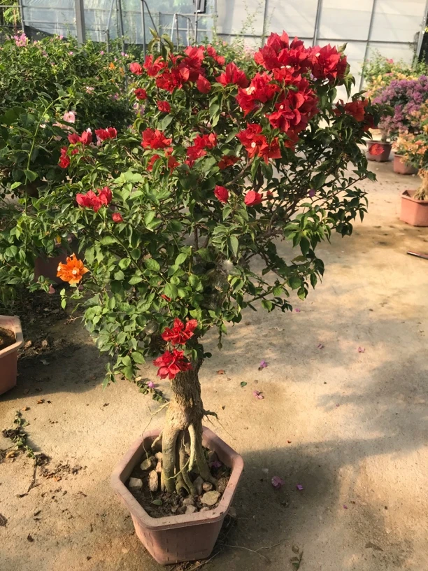 大老桩嫁接甜西瓜