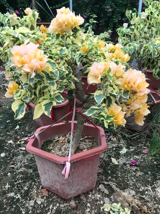 三角梅嫁接小盆景老桩