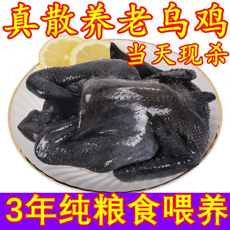 山间活鸡现杀新鲜老乌鸡乌骨鸡乌鸡整只煲汤土鸡农家散养乌鸡炖汤