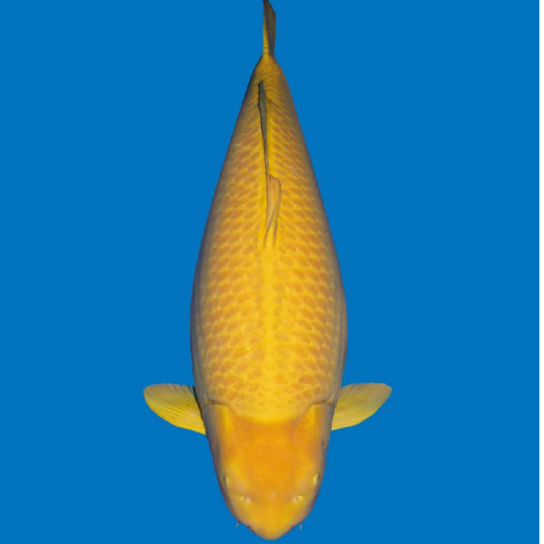 浅黄茶鲤芥子锦鲤鱼包邮包开箱活