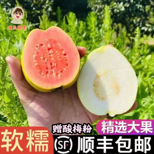 【秀兰鲜季】福建树上熟芭乐 白心芭乐/红心芭乐 现摘现发 顺丰快递