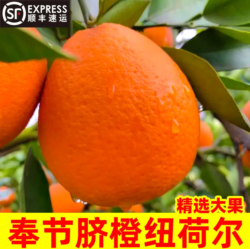 【李凉凉专属】重庆奉节脐橙5斤小果试吃装