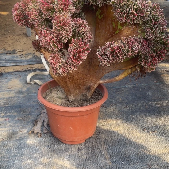 女神缀化11-7-1寄养