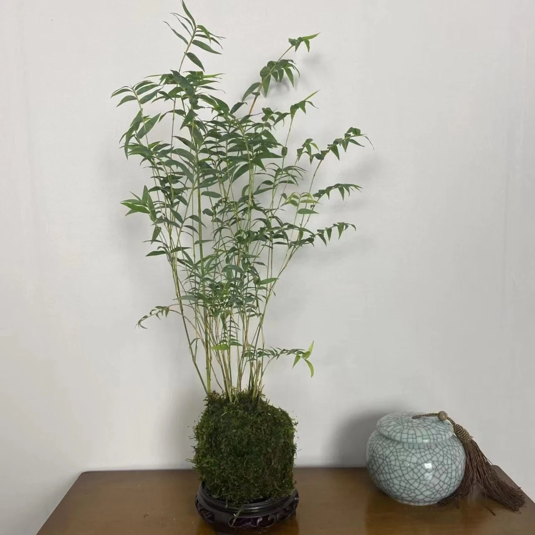 米竹室内盆栽小型家养苔藓球好养易活竹子盆栽