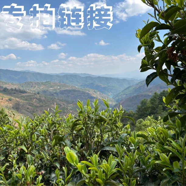 山夫堂专拍普洱古树生茶