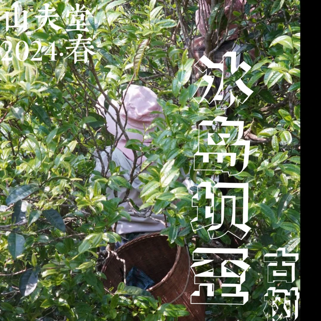 山夫堂2023冰岛坝歪古树单株纯料普洱生茶