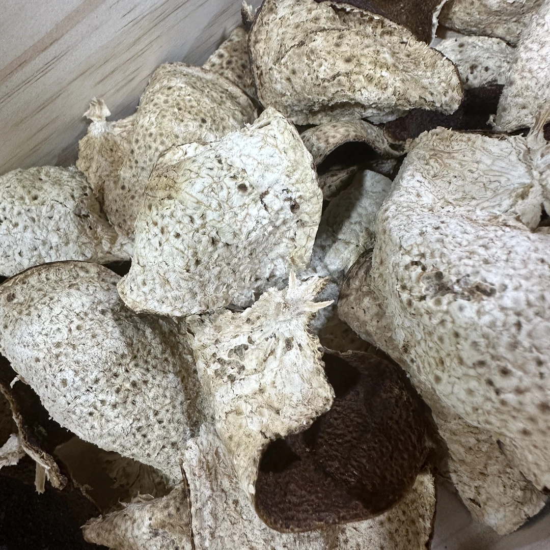 3【宠粉福利】新会陈皮茶引流款