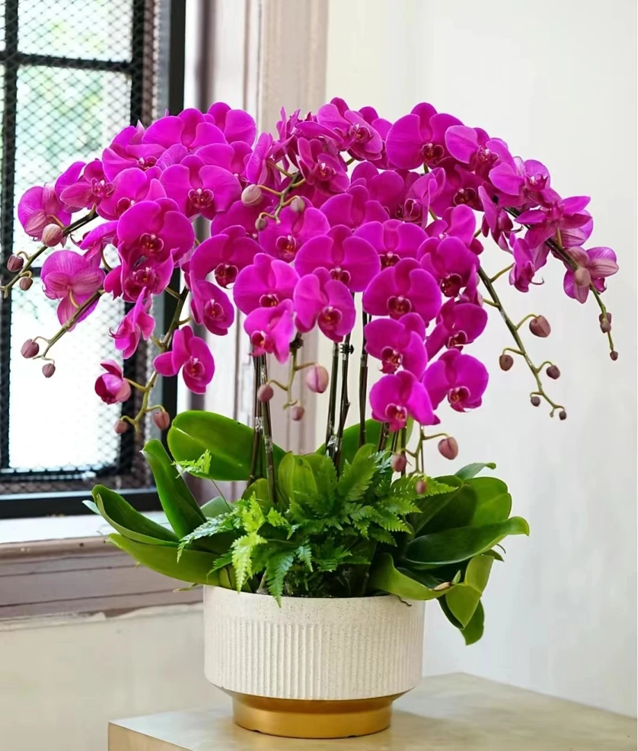 【惠州花店】年宵花蝴蝶兰送礼乔迁生日开业基地老婆同城骑手小时达