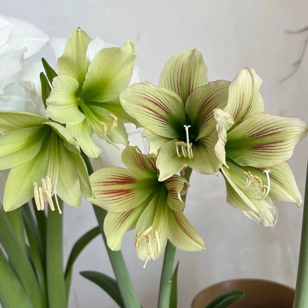 【小青龙/涂鸦】 包邮 二胖花园 朱顶红种球