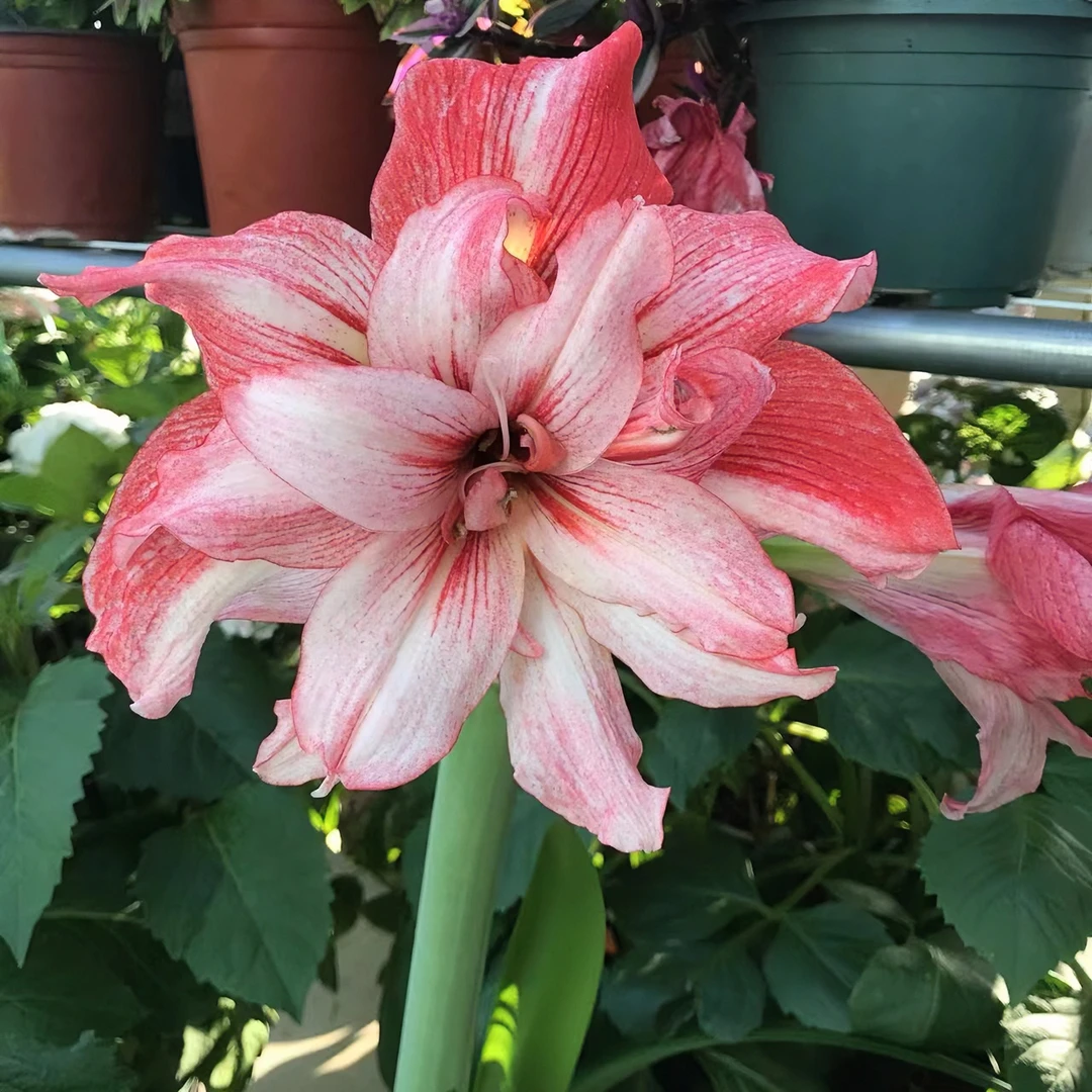 【双喜/天秤座】 包邮 二胖花园 朱顶红种球