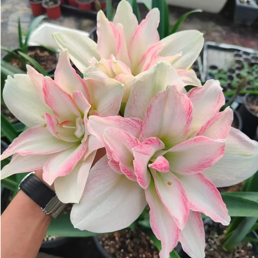 【霓裳】包邮 朱顶红种球 自然球