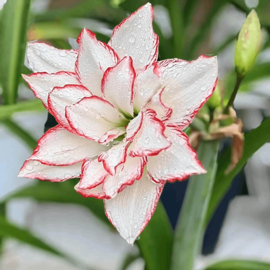 【海潮之声】 包邮 二胖花园   朱顶红种球