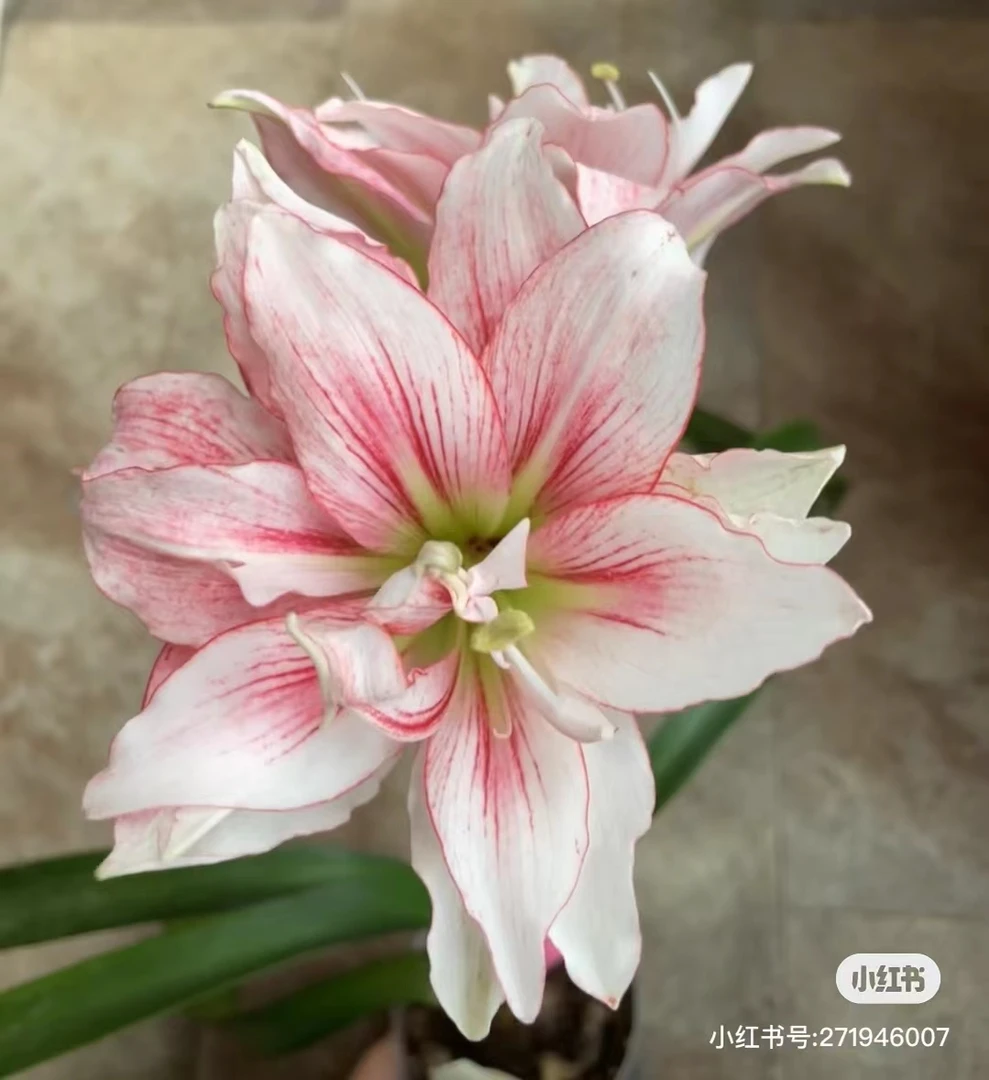 【玉慈】 包邮 朱顶红种球