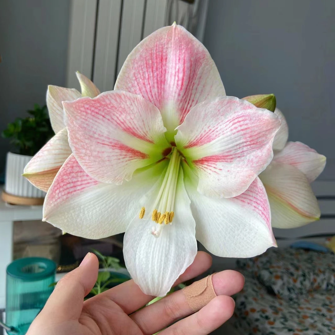 【苹果花】 包邮 二胖花园 朱顶红种球