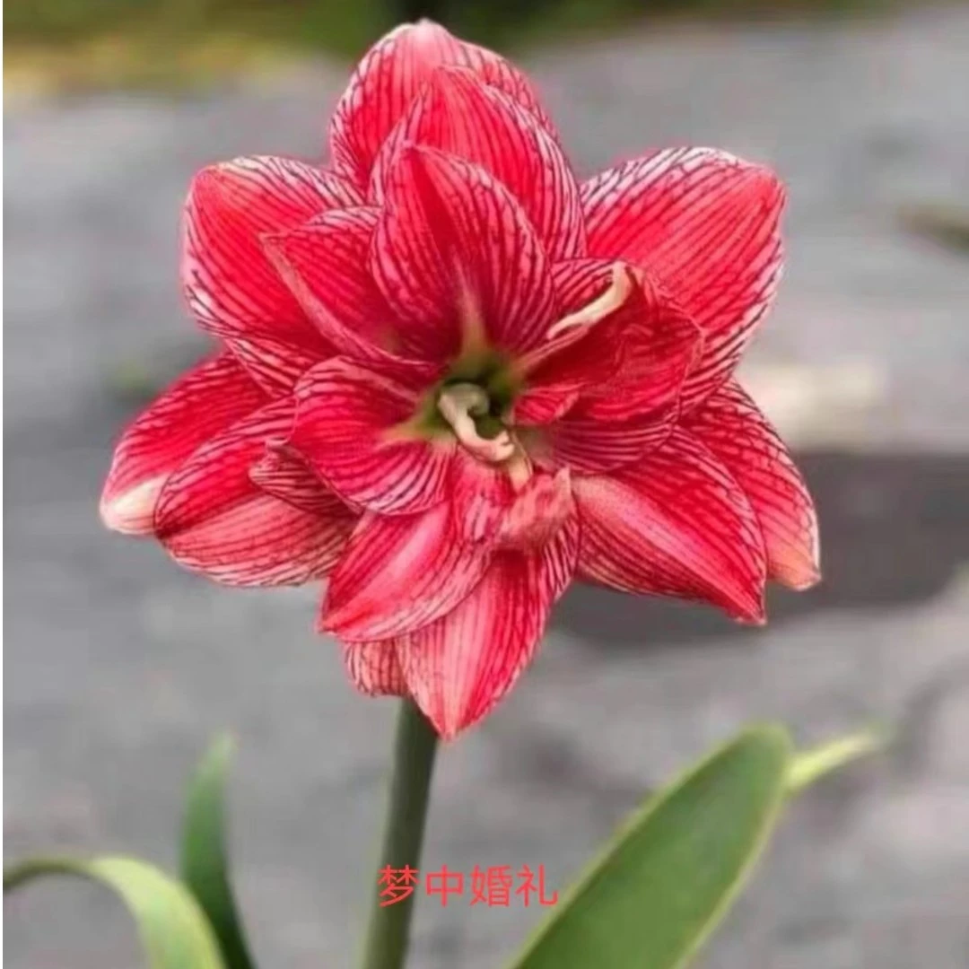 【梦中婚礼】 包邮 二胖花园   朱顶红种球