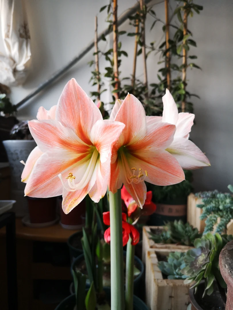 【杏色冰糕】 包邮 二胖花园 朱顶红种球