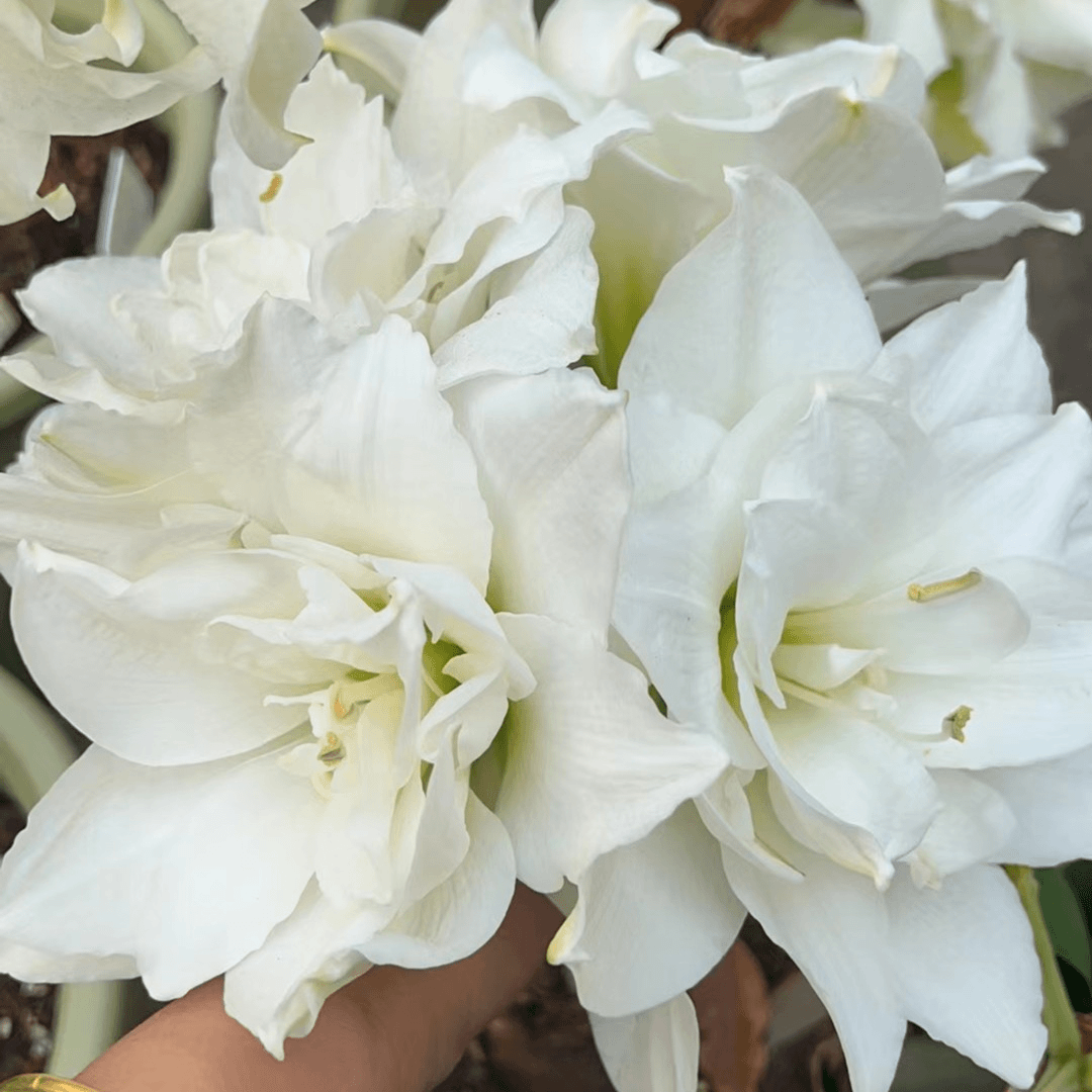 【蒂卡冰淇淋/蒂卡奶油】 包邮 二胖花园 朱顶红种球