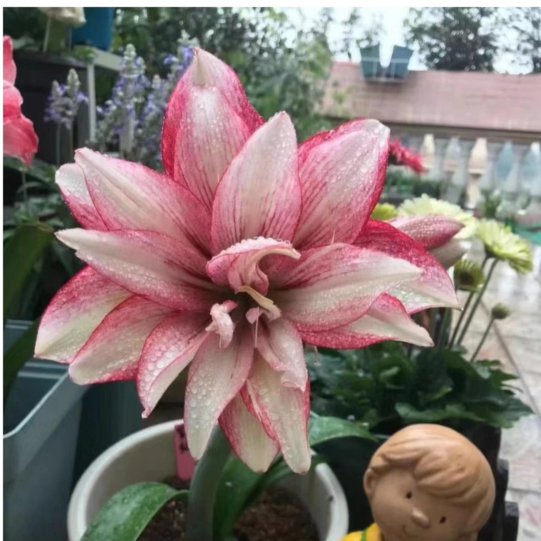 【紫纹】 包邮 二胖花园   朱顶红种球 自然球