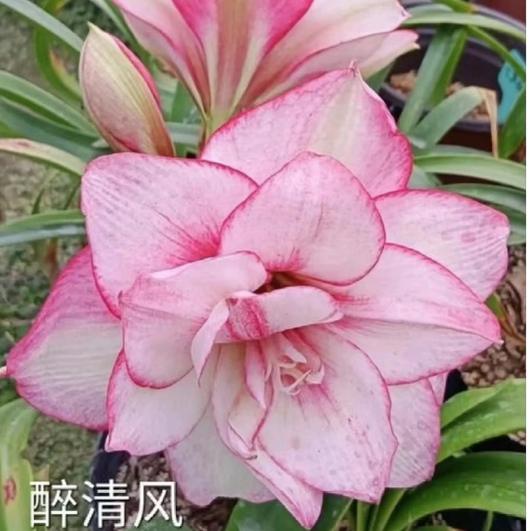 【情人】   包邮 朱顶红种球  自然球