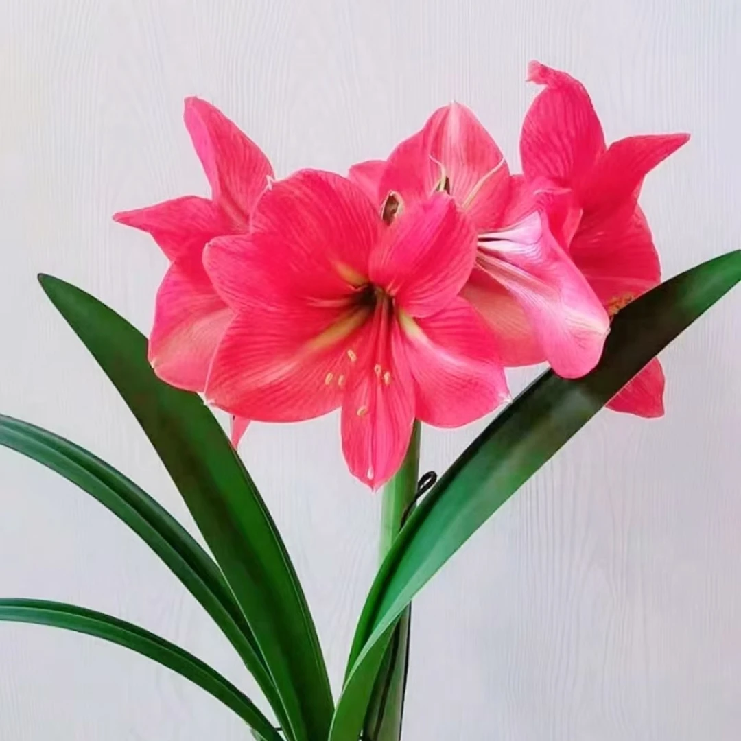 【粉色惊奇】 包邮 二胖花园 朱顶红种球