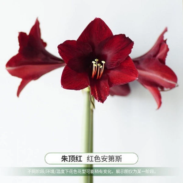 【安第斯之火/迷你黑天鹅】 包邮 二胖花园 朱顶红种球