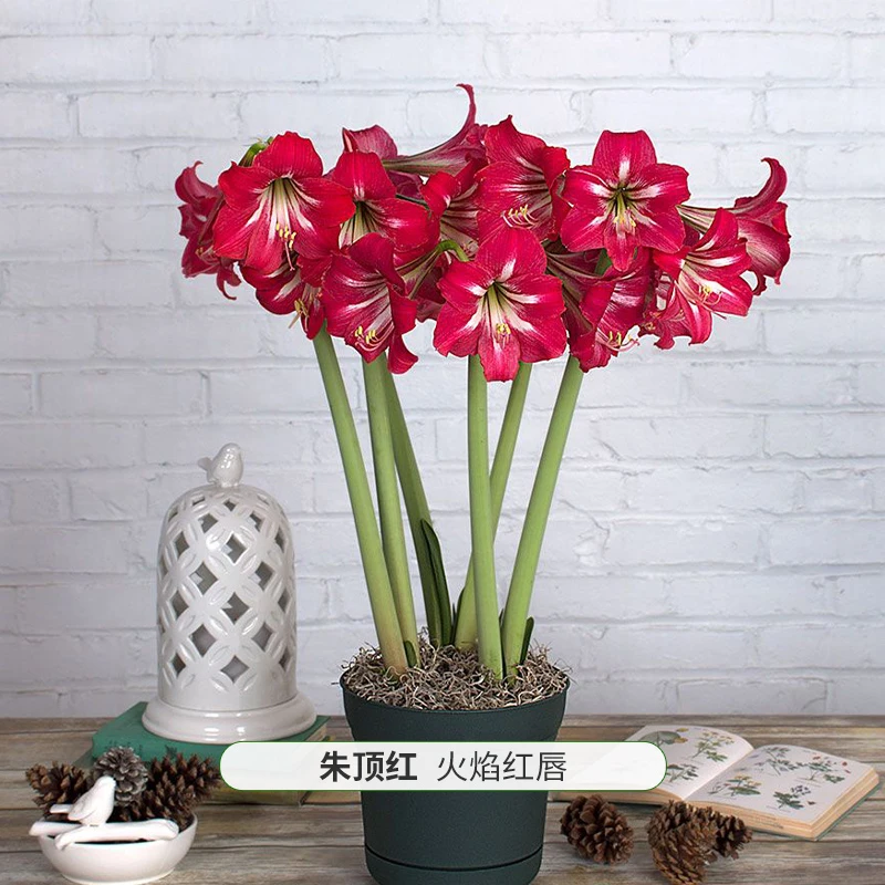 【火焰红唇】 包邮 二胖花园 朱顶红种球