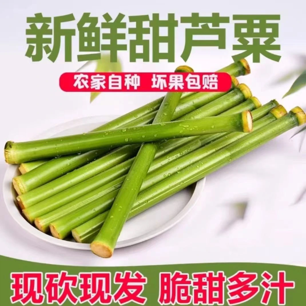 甜杆新鲜甜芦粟甜高粱杆小甘蔗3/5斤应季水果