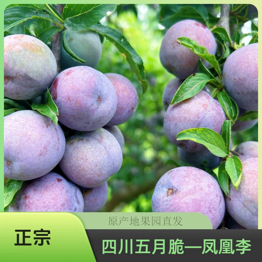正宗四川五月脆凤凰李精品果热卖现摘原产地直发