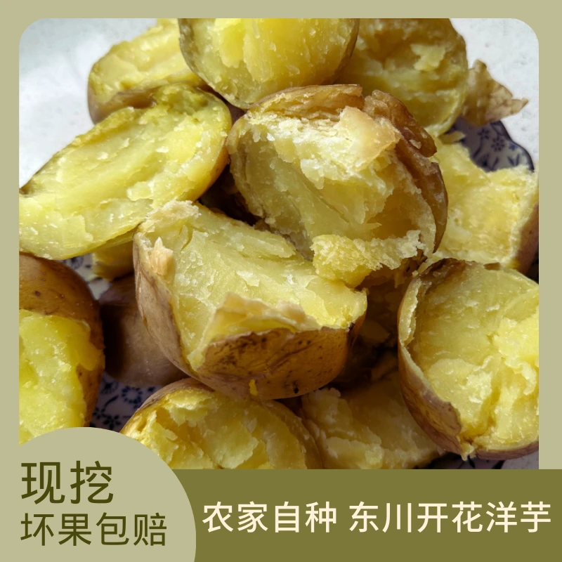 2024云南东川开花洋芋粉面沙软糯老奶洋芋现挖现发黄心土豆