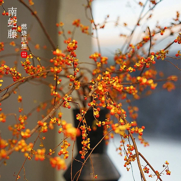 花野家【南蛇藤】高级装饰花材野性美感观赏居家轻奢简约干放花期长