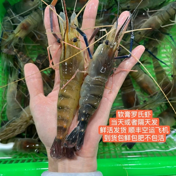鲜活软膏的罗氏虾 不是硬黄 肉质紧实 2斤1000g约15-25个 大头虾