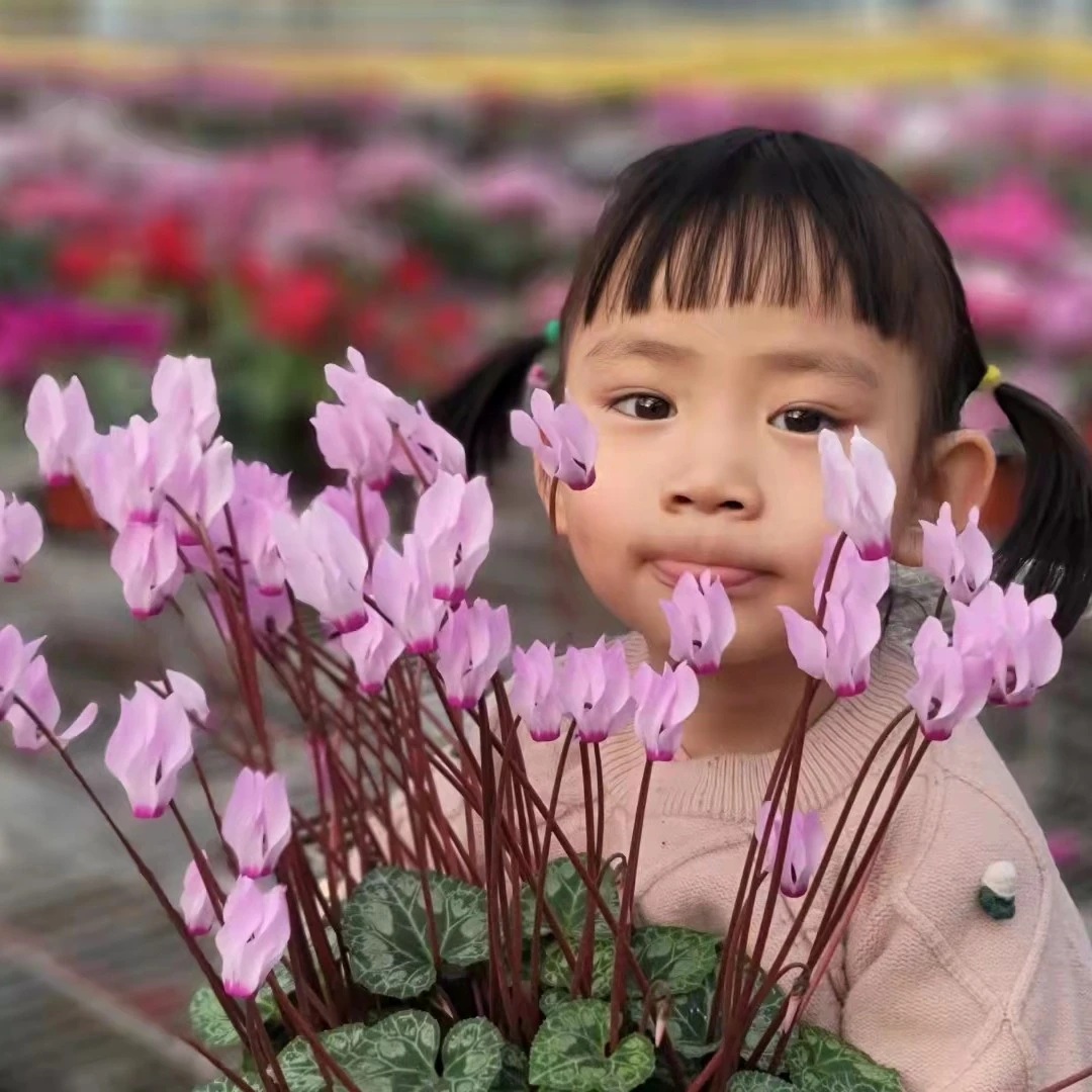 原生仙客来波斯室内盆栽植物花卉花期长