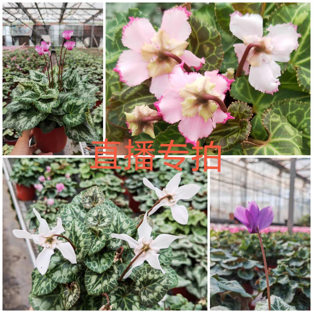 乐彩方兴仙客来植物盆栽花卉直播一物一拍