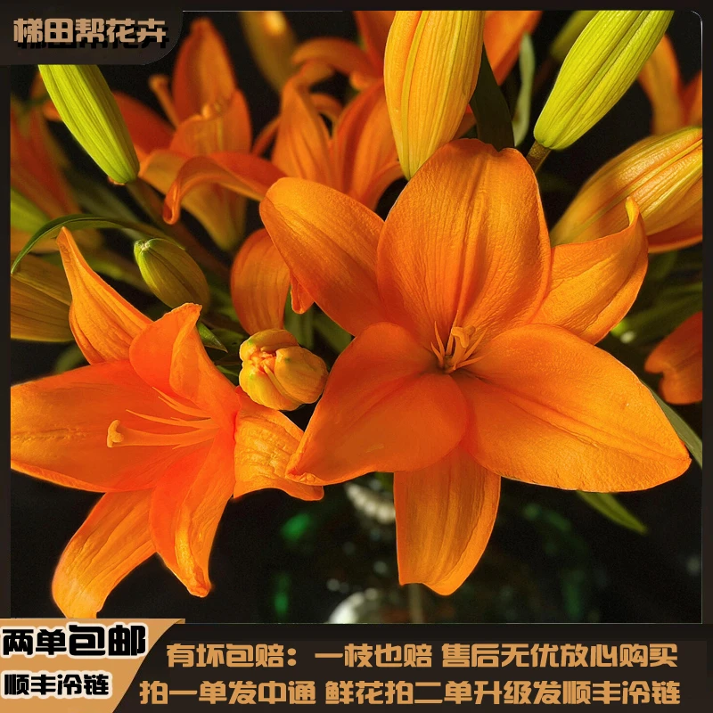 【梯田帮】橙色梦想【亚百合花小花苞】多头鲜切花任意两单或以上包邮