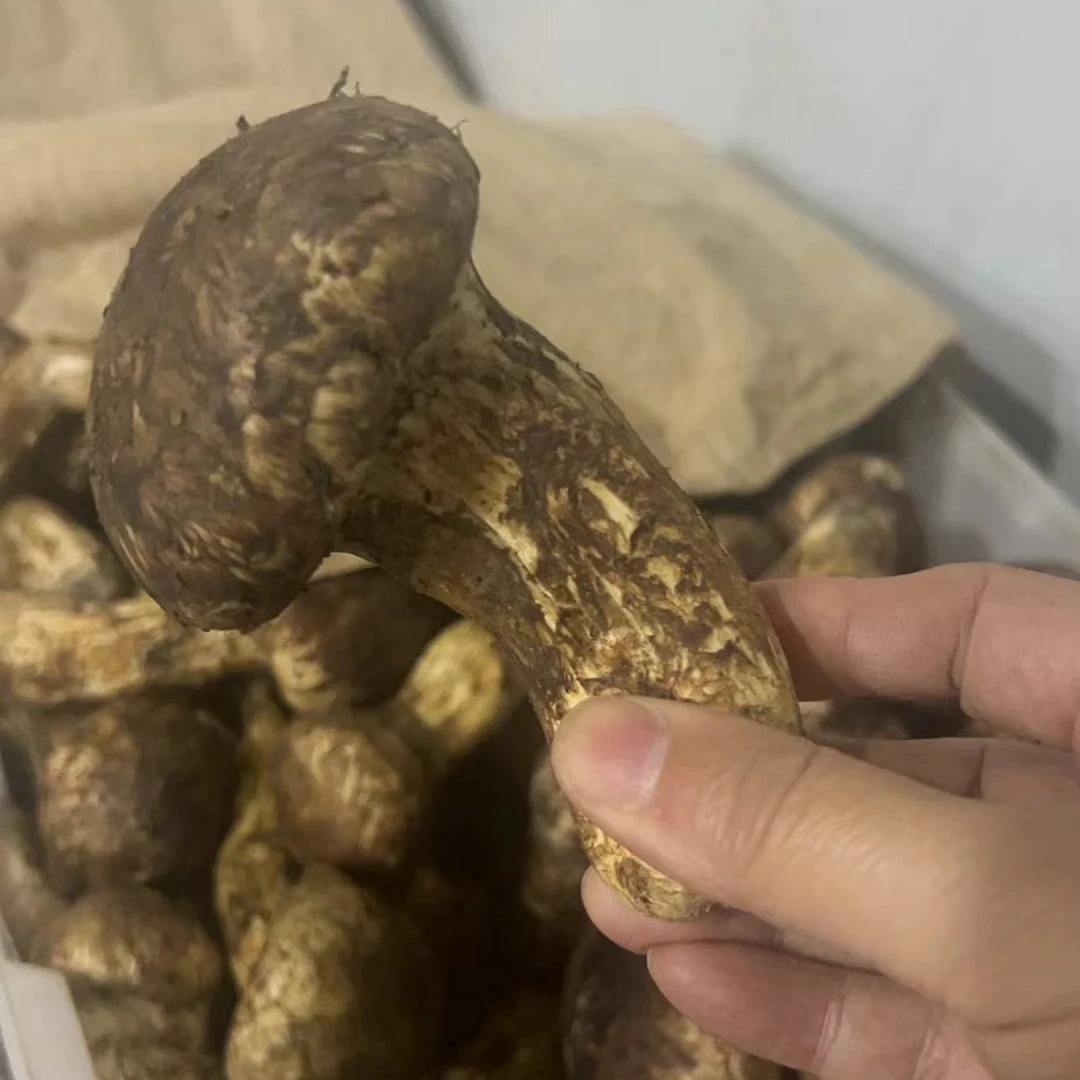 【鲜松茸】云南香格里拉松茸大头松茸鲜嫩刺身松茸250g500g顺丰