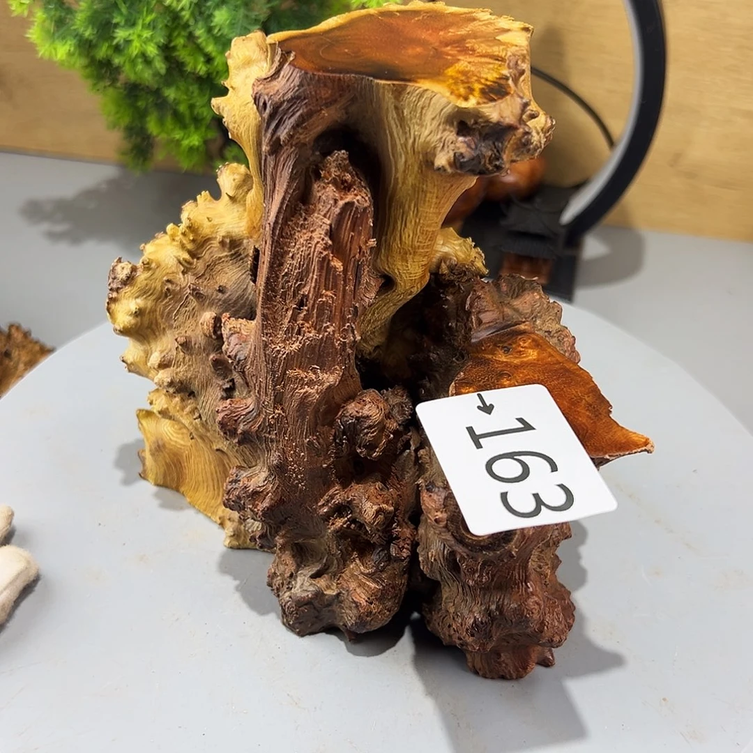 香榧木先*火琉璃……