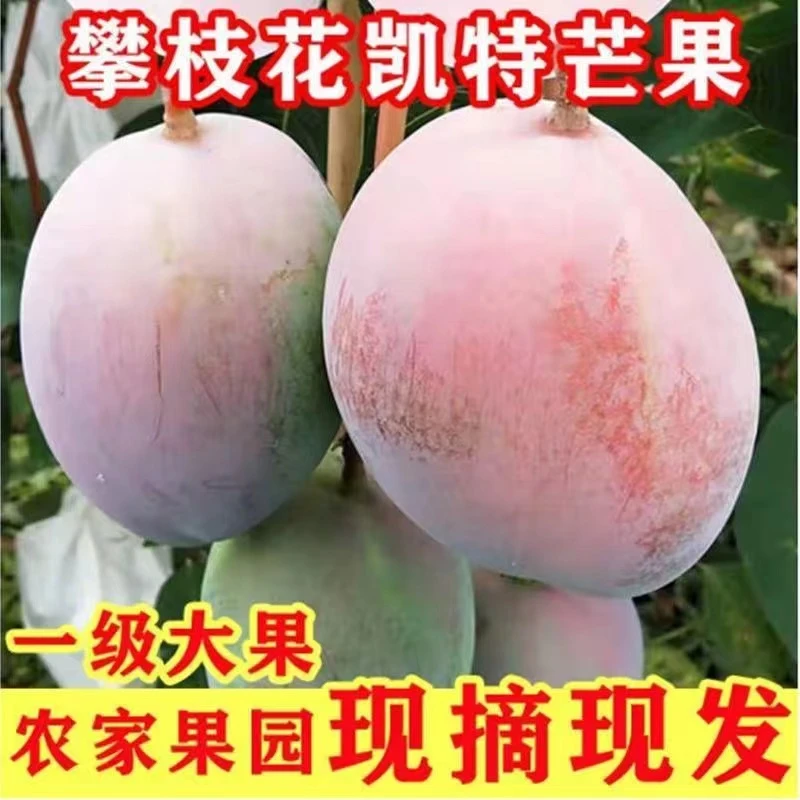 【凯特芒果】正宗攀枝花凯特芒果净重9斤