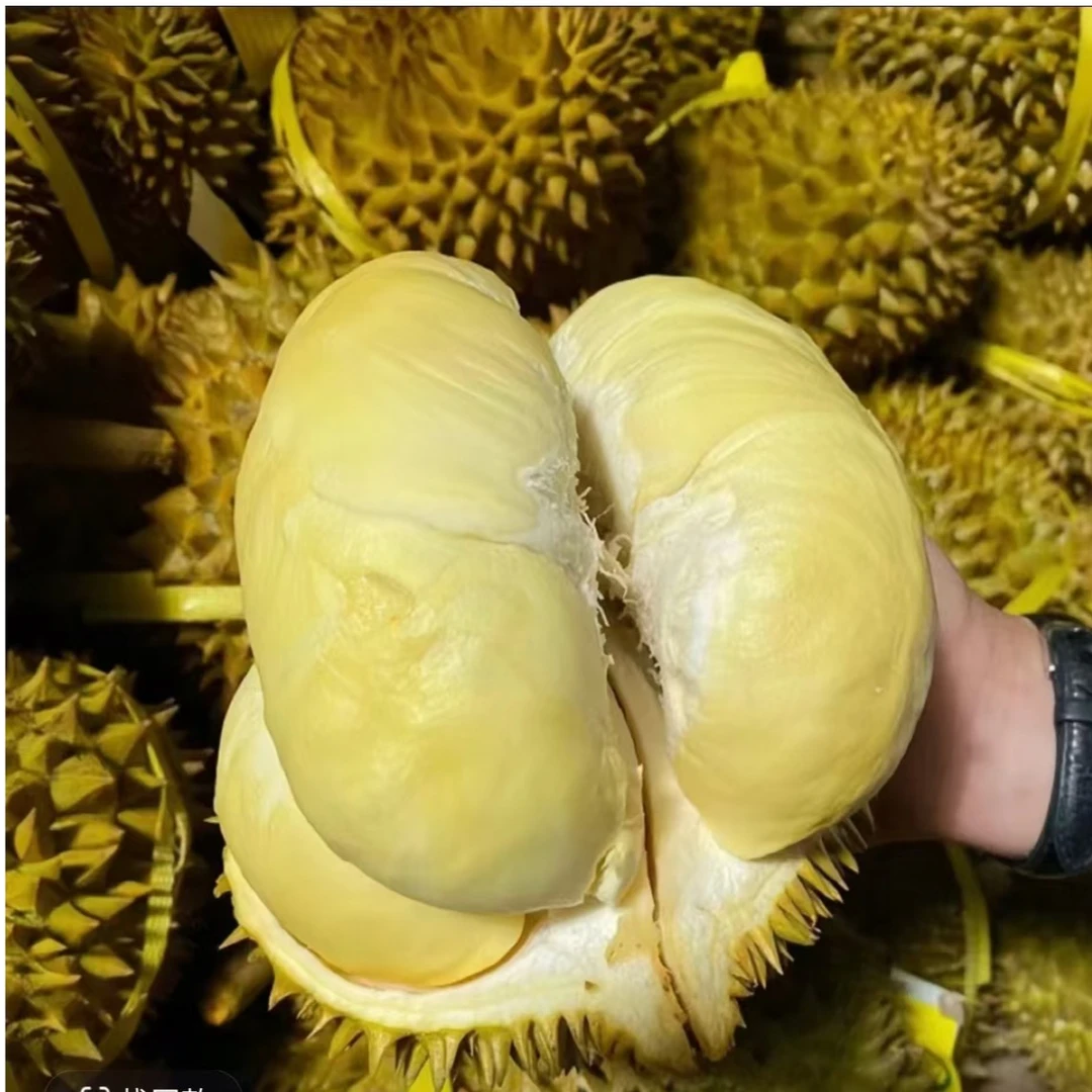 A 【泰国老树金枕榴莲-出肉率包35%】马菲斯泰48.8元/斤【 一物一拍】
