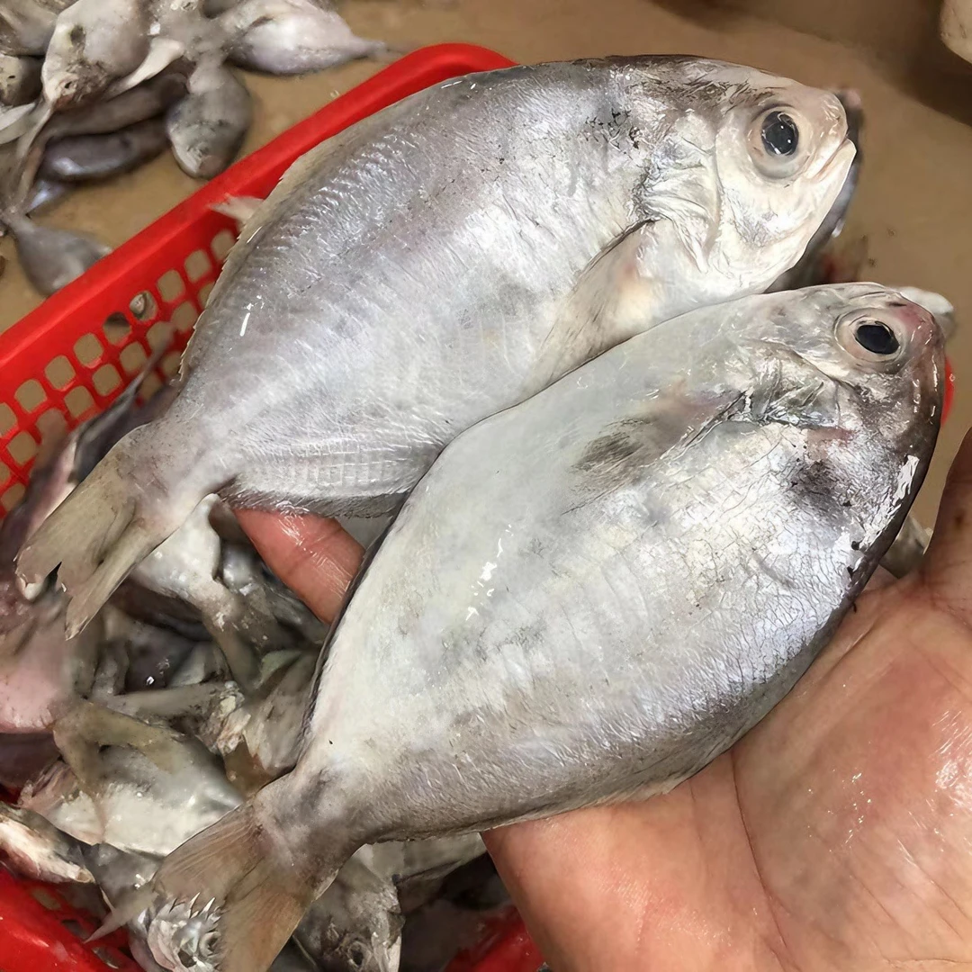 广东本港野生南鲳，肉鲳