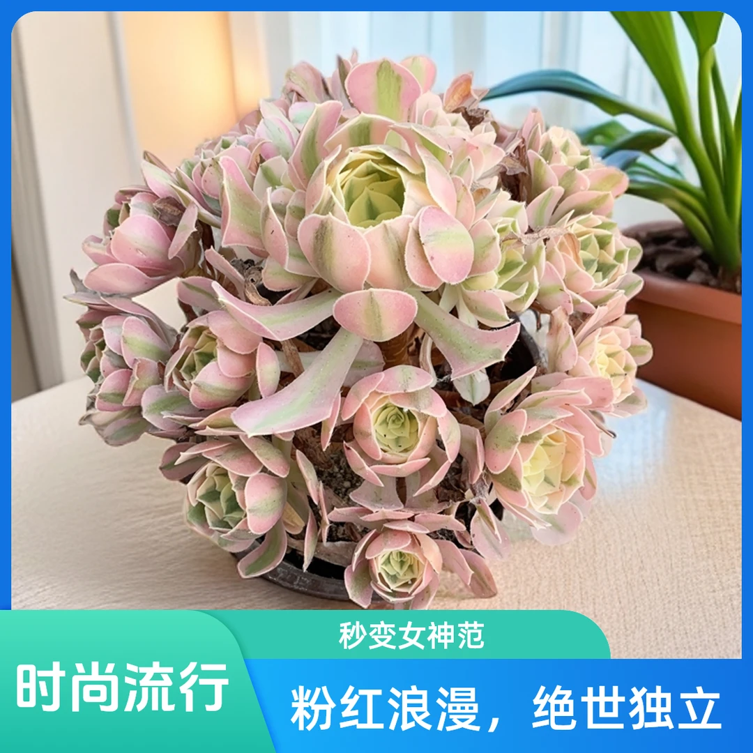 粉女巫法师锦多肉法师耐旱植物脱土裸根发货不包叶损介意勿拍