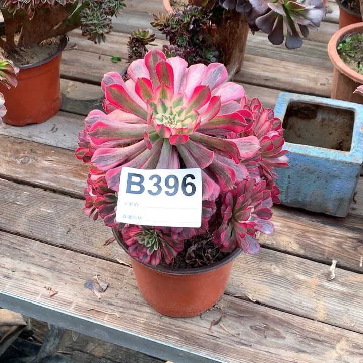 晃**间红铜壶白锦多肉法师b396