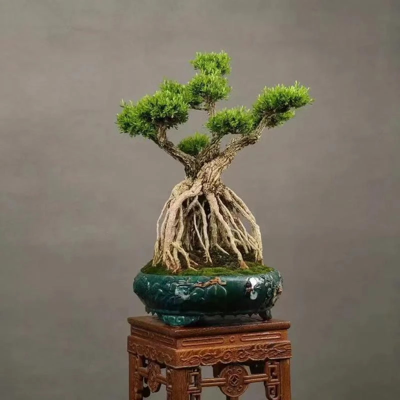 老桩黄杨造型盆景花卉绿植盆栽造型