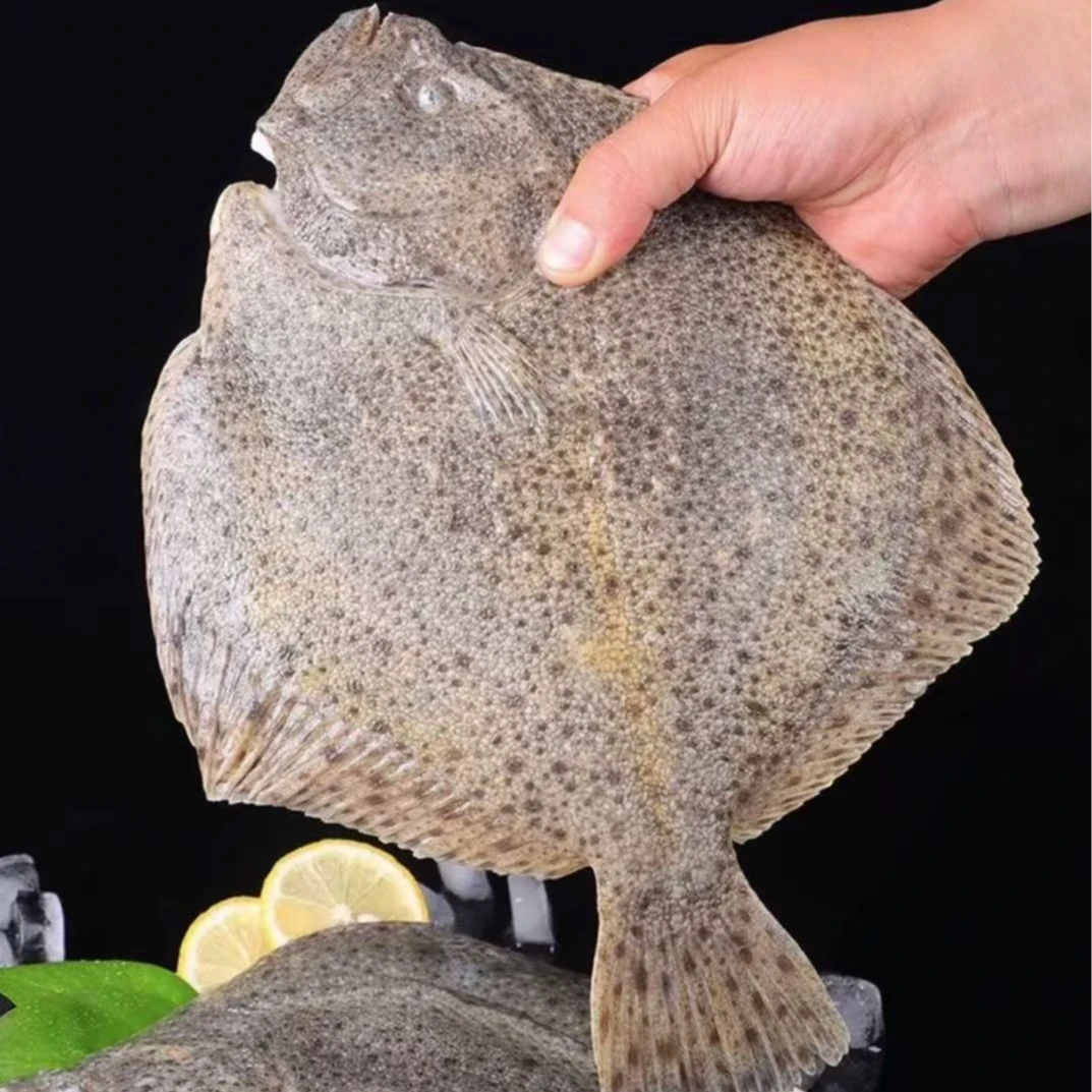 【特大号多宝鱼】新鲜多宝鱼全程冷链顺丰发货每条9两左右